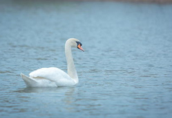 白天鹅视频,自然之美与和谐共生